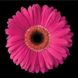 Meet your Posher, SharTek